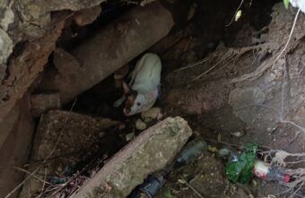В огромной яме в Твери нашли маленькую израненную собаку
