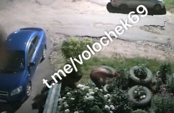 В Тверской области мужчину просят вернуть сворованные с клумбы цветы