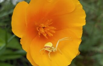 В Тверской области заметили необычного паука, меняющего цвет В Тверской области заметили необычного паука, меняющего цвет