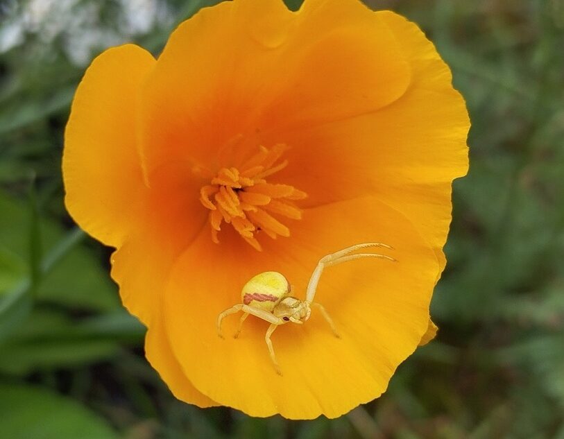 В Тверской области заметили необычного паука, меняющего цвет