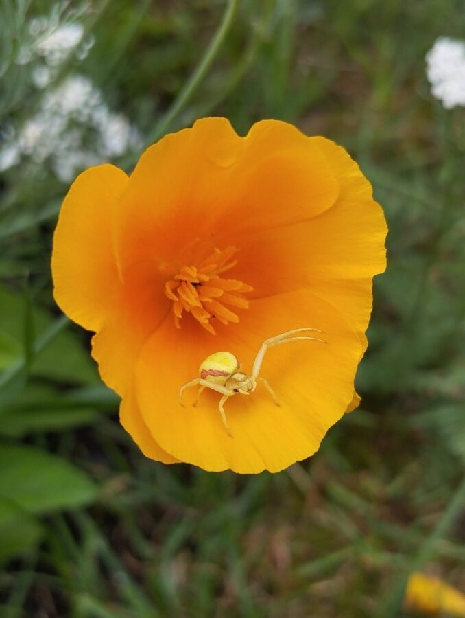 В Тверской области заметили необычного паука, меняющего цвет