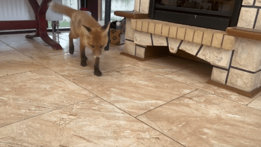 Биологи в Тверской области просят помочь слепой лисе