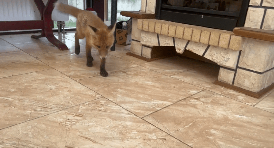 Биологи в Тверской области просят помочь слепой лисе