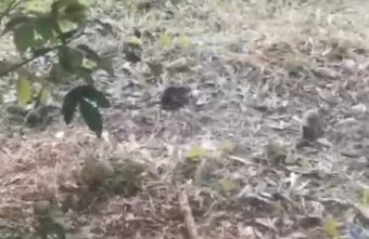 В популярной шаурмечной в Твери живут крысы