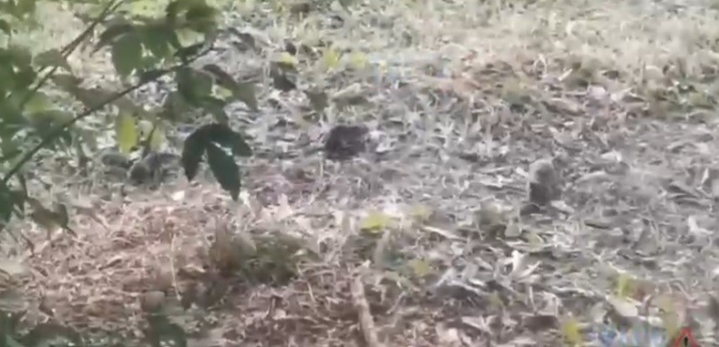 В популярной шаурмечной в Твери живут крысы