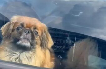 В Твери хозяева закрыли собаку одну в машине в жару