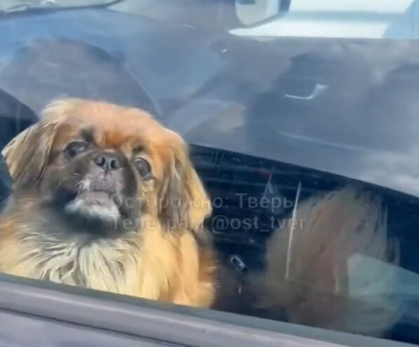 В Твери хозяева закрыли собаку одну в машине в жару