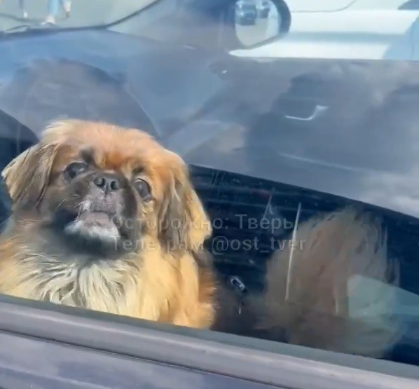 В Твери хозяева закрыли собаку одну в машине в жару