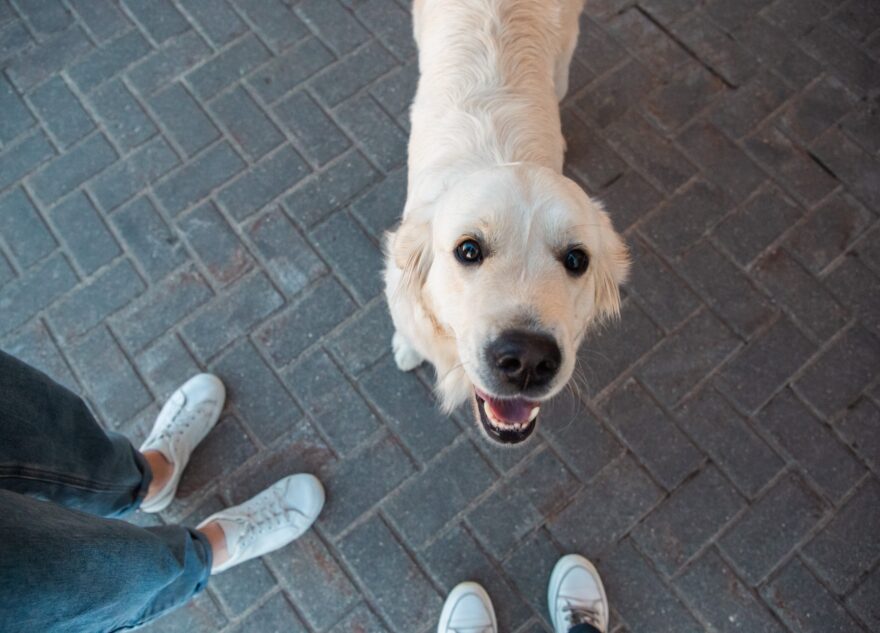 Тверской филиал ФГБУ «ВНИИЗЖ» обращает внимание владельцев домашних животных на новые правила ввоза