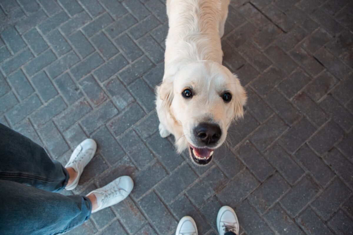 Тверской филиал ФГБУ «ВНИИЗЖ» обращает внимание владельцев домашних животных на новые правила ввоза
