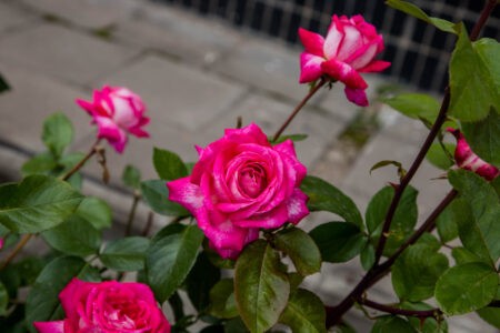 Ночью с площади в Тверской области украли цветы Ночью с площади в Тверской области украли цветы