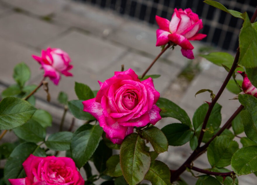 Ночью с площади в Тверской области украли цветы