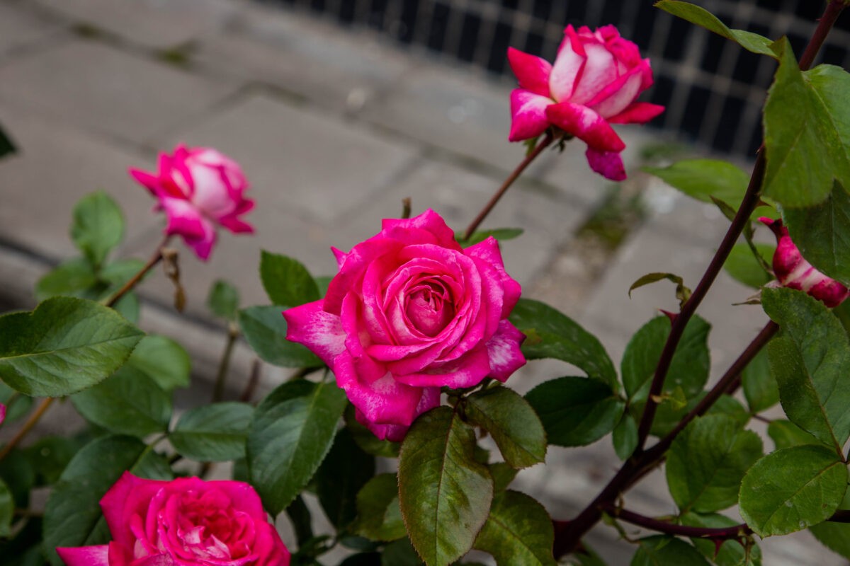 Ночью с площади в Тверской области украли цветы