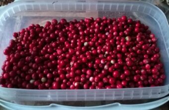 Жители Тверской области рассказали, каких ягод в этом году много