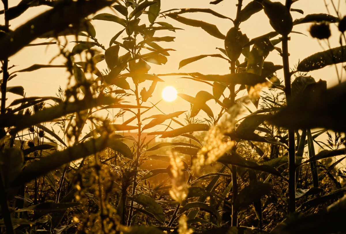 На следующей неделе погода побьет температурные рекорды в Тверской области