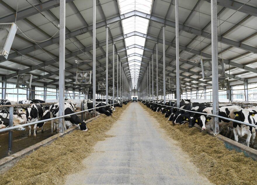 В Тверской области значительно увеличились объёмы производства в животноводстве и растениеводстве