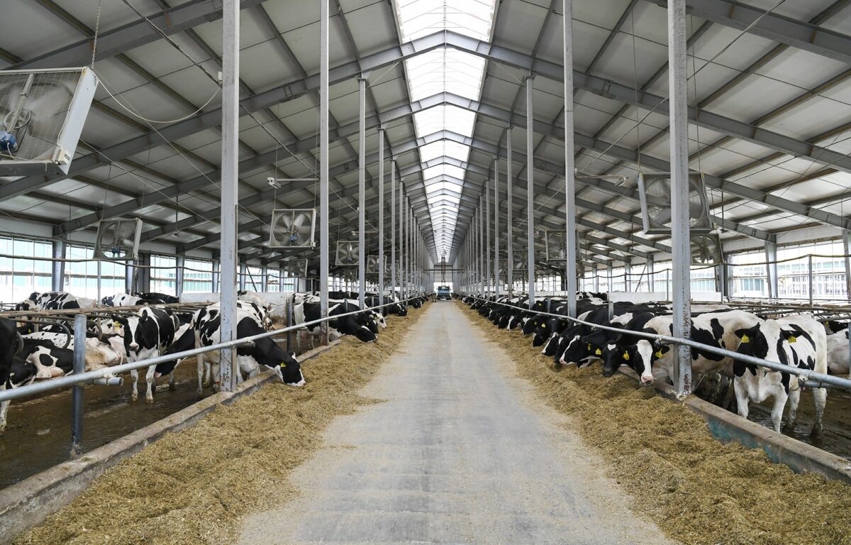 В Тверской области значительно увеличились объёмы производства в животноводстве и растениеводстве