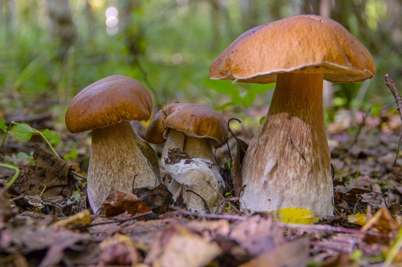 В Тверской области начинается грибная погода