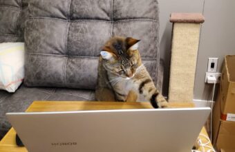 Ученые выяснили, какие кошки самые умные Ученые выяснили, какие кошки самые умные