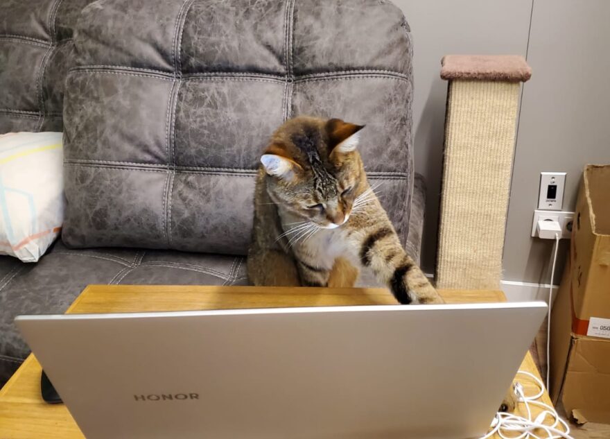 Ученые выяснили, какие кошки самые умные