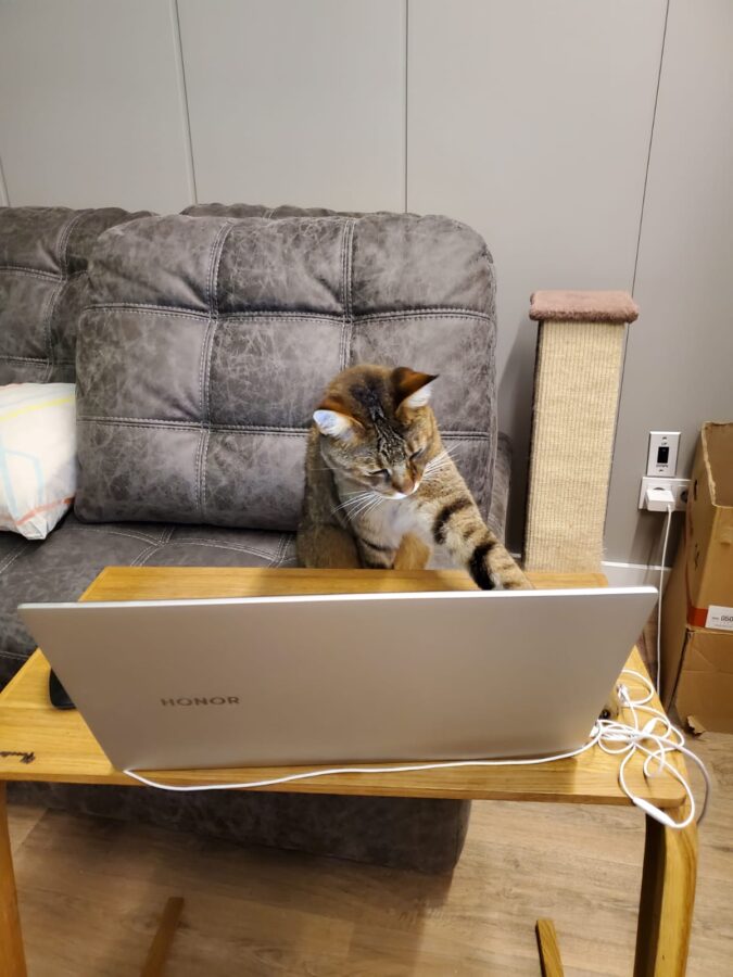 Ученые выяснили, какие кошки самые умные