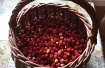 Жителям Тверской области рассказали, где собирать землянику