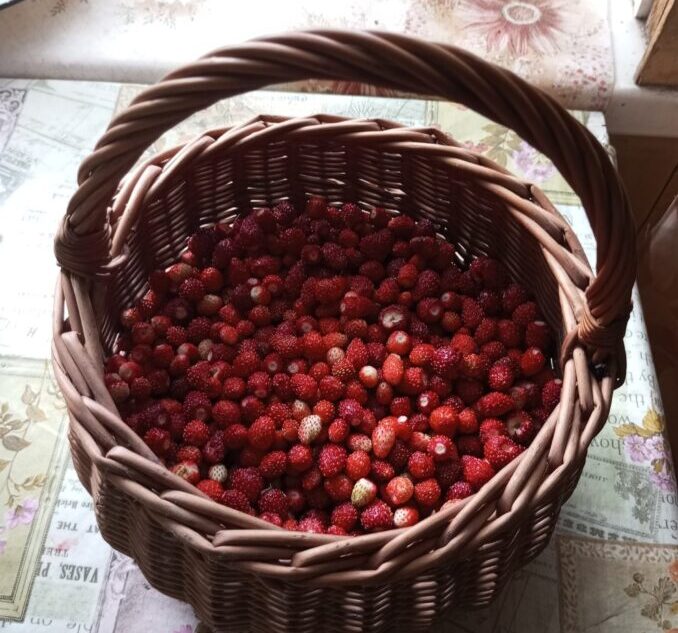 Жителям Тверской области рассказали, где собирать землянику