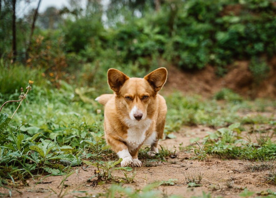Кинологи рассказали, как правильно искать пропавшую собаку
