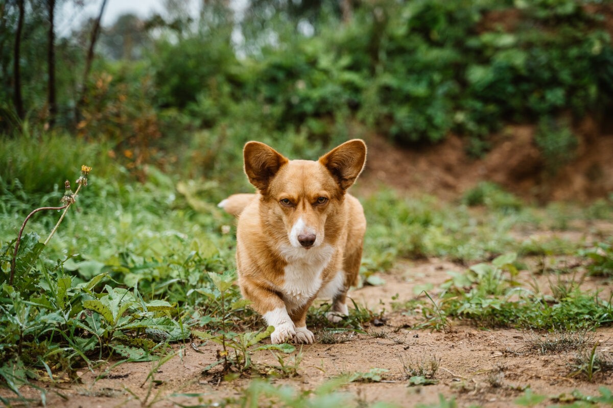 Кинологи рассказали, как правильно искать пропавшую собаку