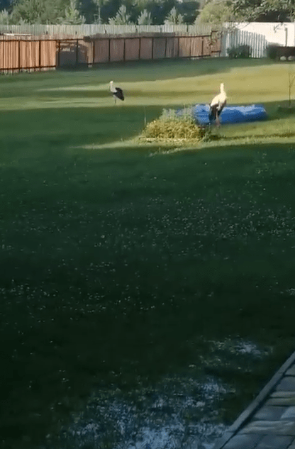 В Тверской области семья аистов попала под град