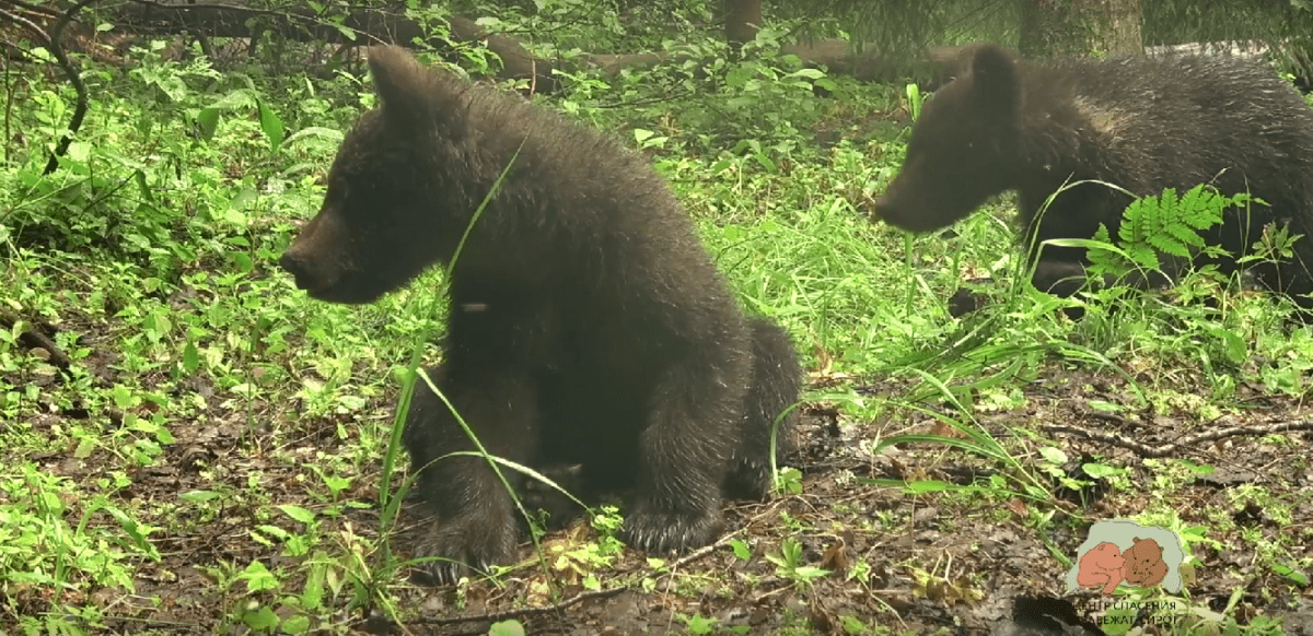 Экологи показали игрушки медвежат-сирот в Тверской области