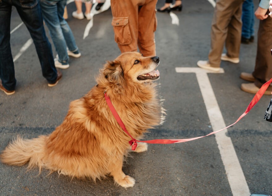 Россиян будут штрафовать за отказ убирать за собакой на улице