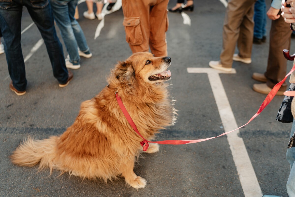 Россиян будут штрафовать за отказ убирать за собакой на улице