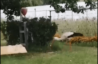 После гибели аиста Гоши в Тверской области Глаша работает за двоих