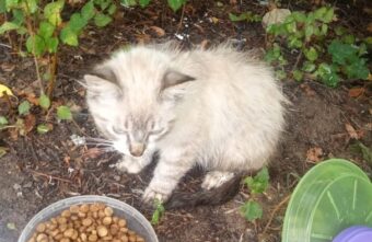 В Тверской области дети смертельно травмировали котенка В Тверской области дети смертельно травмировали котенка