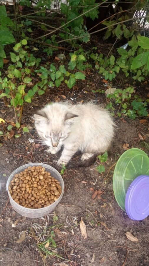 В Тверской области дети смертельно травмировали котенка