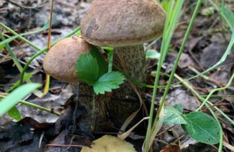 После дождей в Тверской области пошли долгожданные грибы После дождей в Тверской области пошли долгожданные грибы