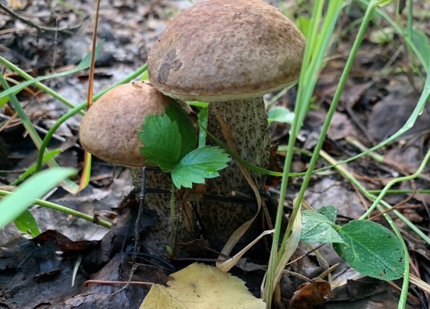 После дождей в Тверской области пошли долгожданные грибы