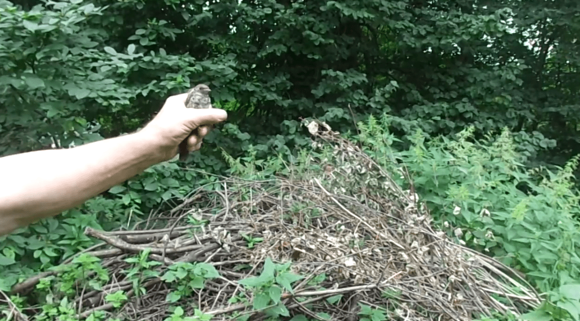 В Тверской области выпустили на волю соловья и черного дрозда
