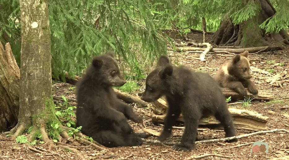 Экологи показали, как похорошели медвежата-тройняшки на лесной пище в Тверской области  