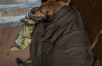 В Тверской области спасают от смерти собаку с тепловым ударом