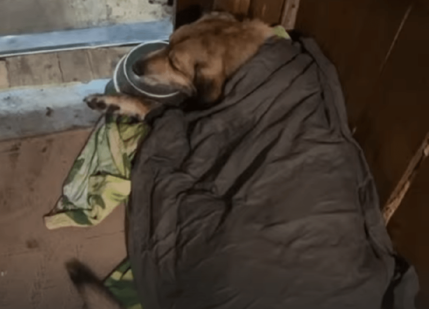 В Тверской области спасают от смерти собаку с тепловым ударом