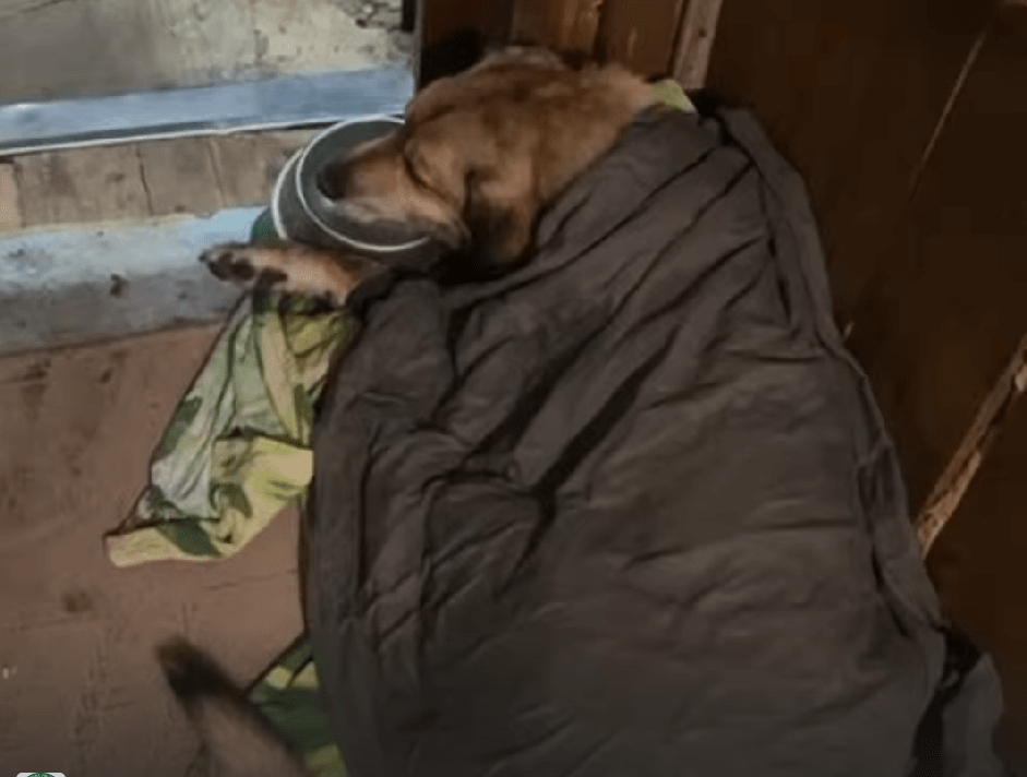 В Тверской области спасают от смерти собаку с тепловым ударом