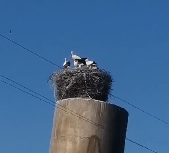 Известный аист Гоша опять стал многодетным отцом в Тверской области