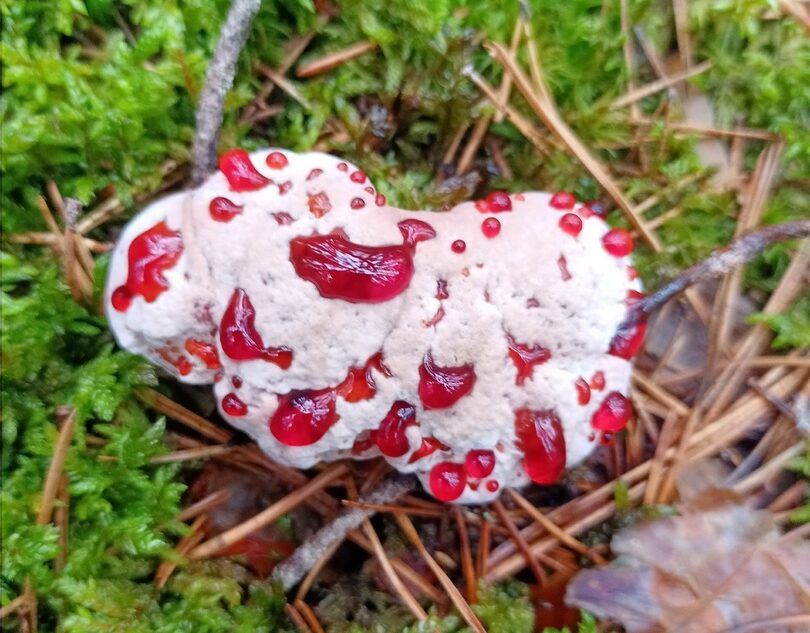 В Тверской области заметили страшный кровавый гриб