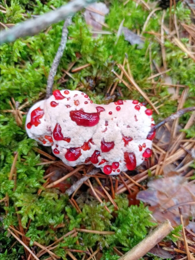 В Тверской области заметили страшный кровавый гриб