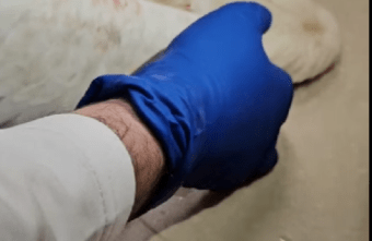 Биологи Тверской области рассказали историю об аистах и моральных уродах Биологи Тверской области рассказали историю об аистах и моральных уродах