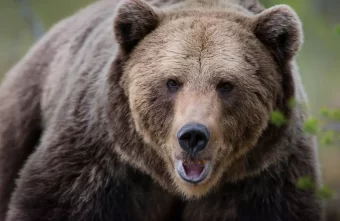 В Тверской области новый сосед-медведь держит в страхе две деревни В Тверской области новый сосед-медведь держит в страхе две деревни