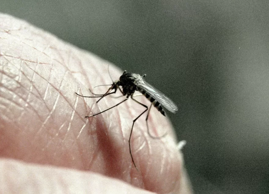 Найден простой способ избавиться от комаров на своем участке