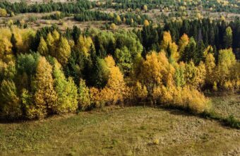 Житель Тверской области нарубил "дров" на 900 тысяч рублей